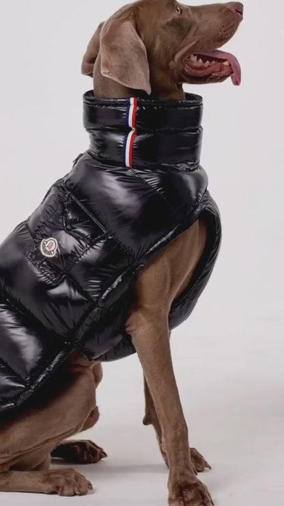 Pawsh™ Winter Bergenwind